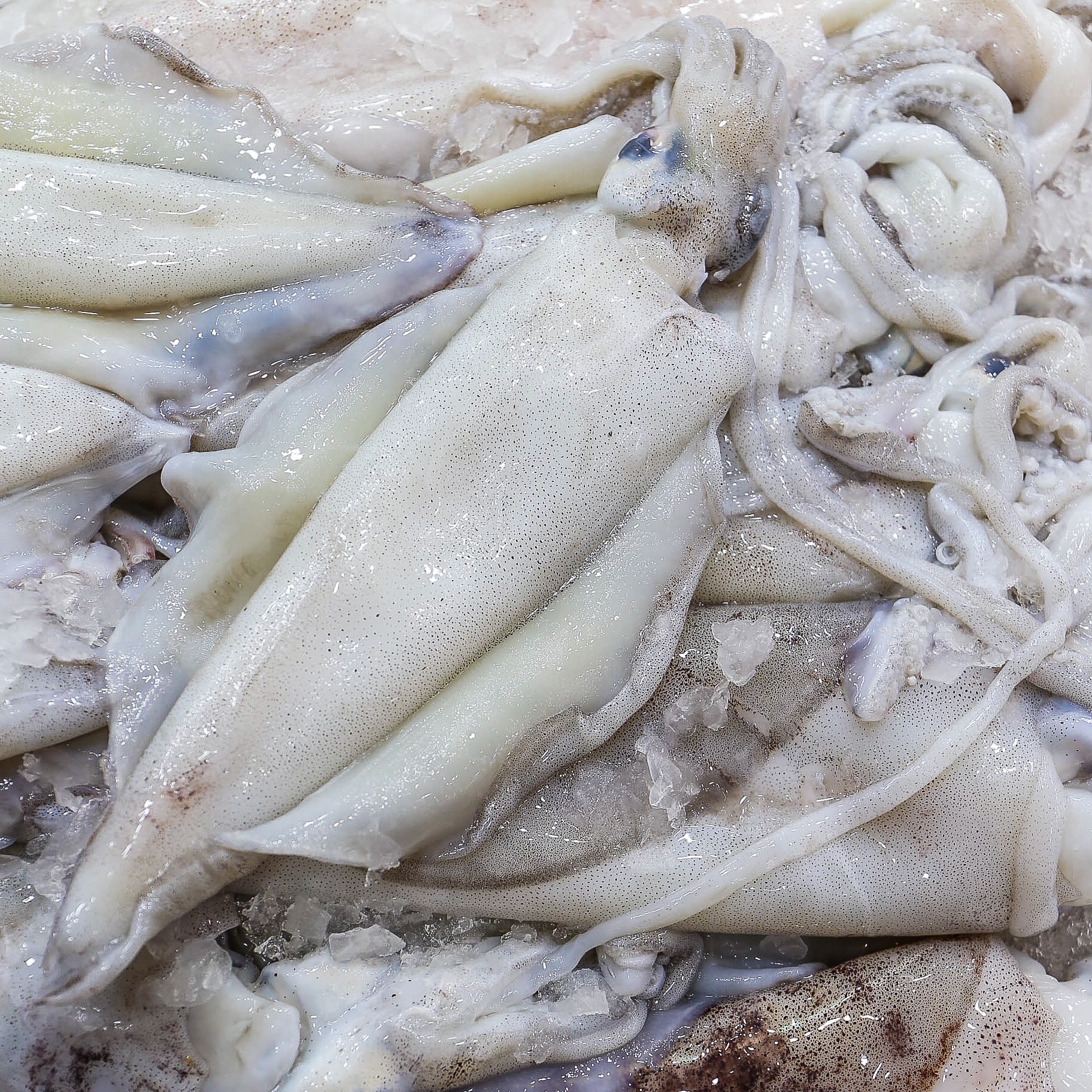 squids menu